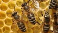 عسل طبیعی – عسل خالص – عسل طبی – ژله رویال
